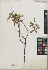 Foto von Salix lemmonii Bebb